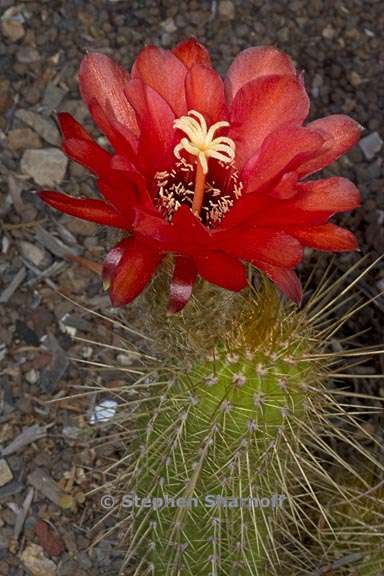 echinopsis strigosa 1 graphic